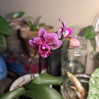 Phalaenopsis Orchid plant in Des Moines, Iowa