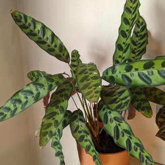 Rattlesnake Plant plant in Des Moines, Iowa
