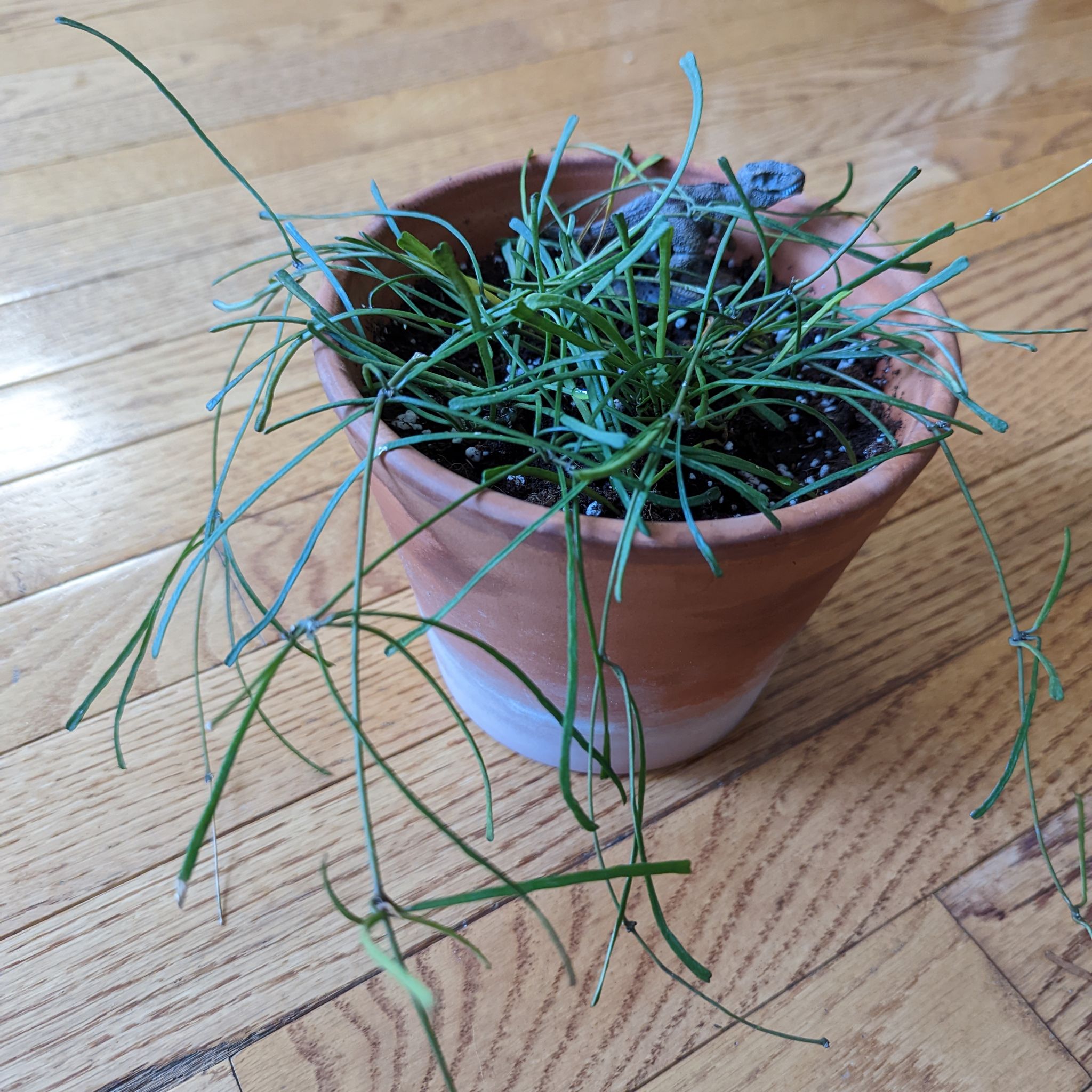 Potted Grass-leaved Hoya plant with long, thin leaves in a terracotta pot on a wooden floor.