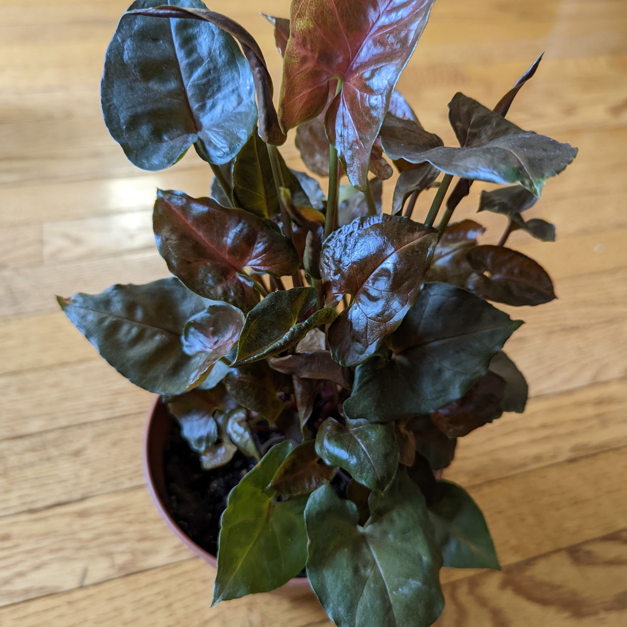 Syngonium 'Maria Allusion' plant in a pot with healthy green and reddish leaves.