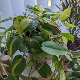 Philodendron Brasil plant in Des Moines, Iowa