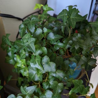 English Ivy plant in Des Moines, Iowa