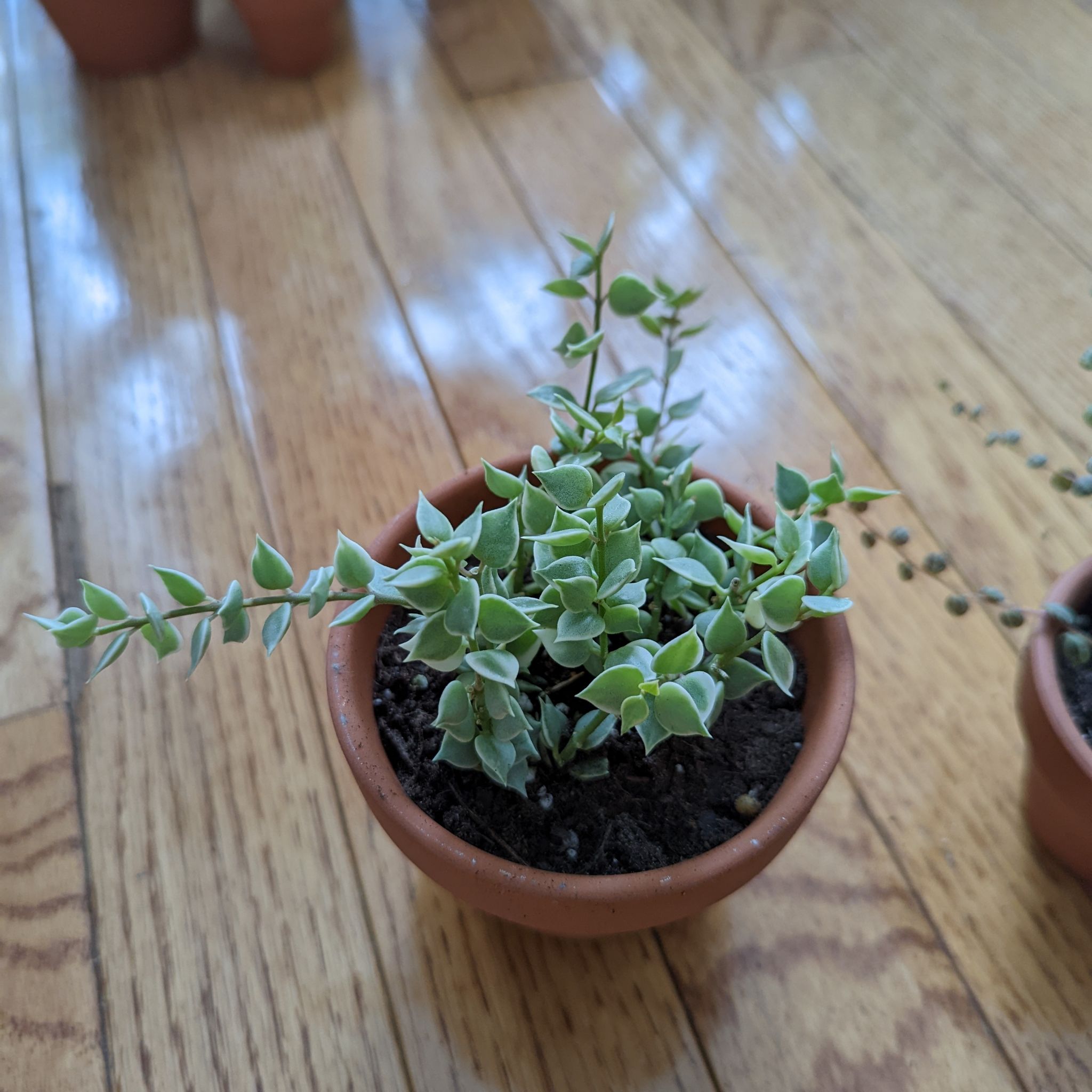 Potted Million Hearts Dischidia plant with healthy green leaves.