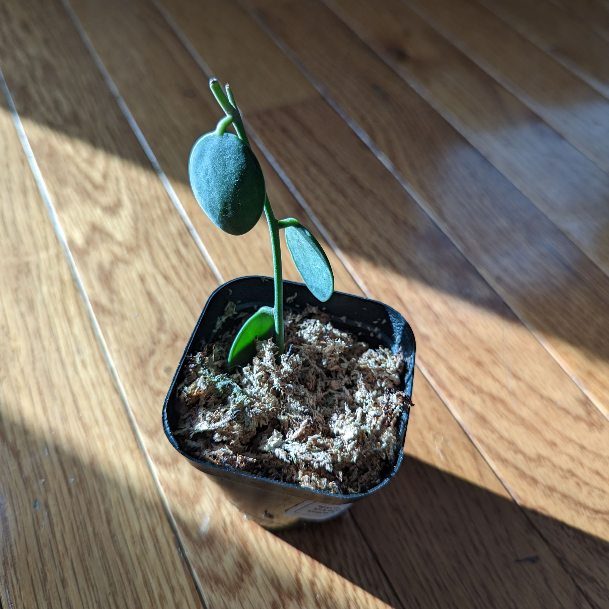 Silver Dollar Vine plant in a pot with visible soil, well-framed and in focus.