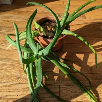 Candelabra Aloe plant in Des Moines, Iowa