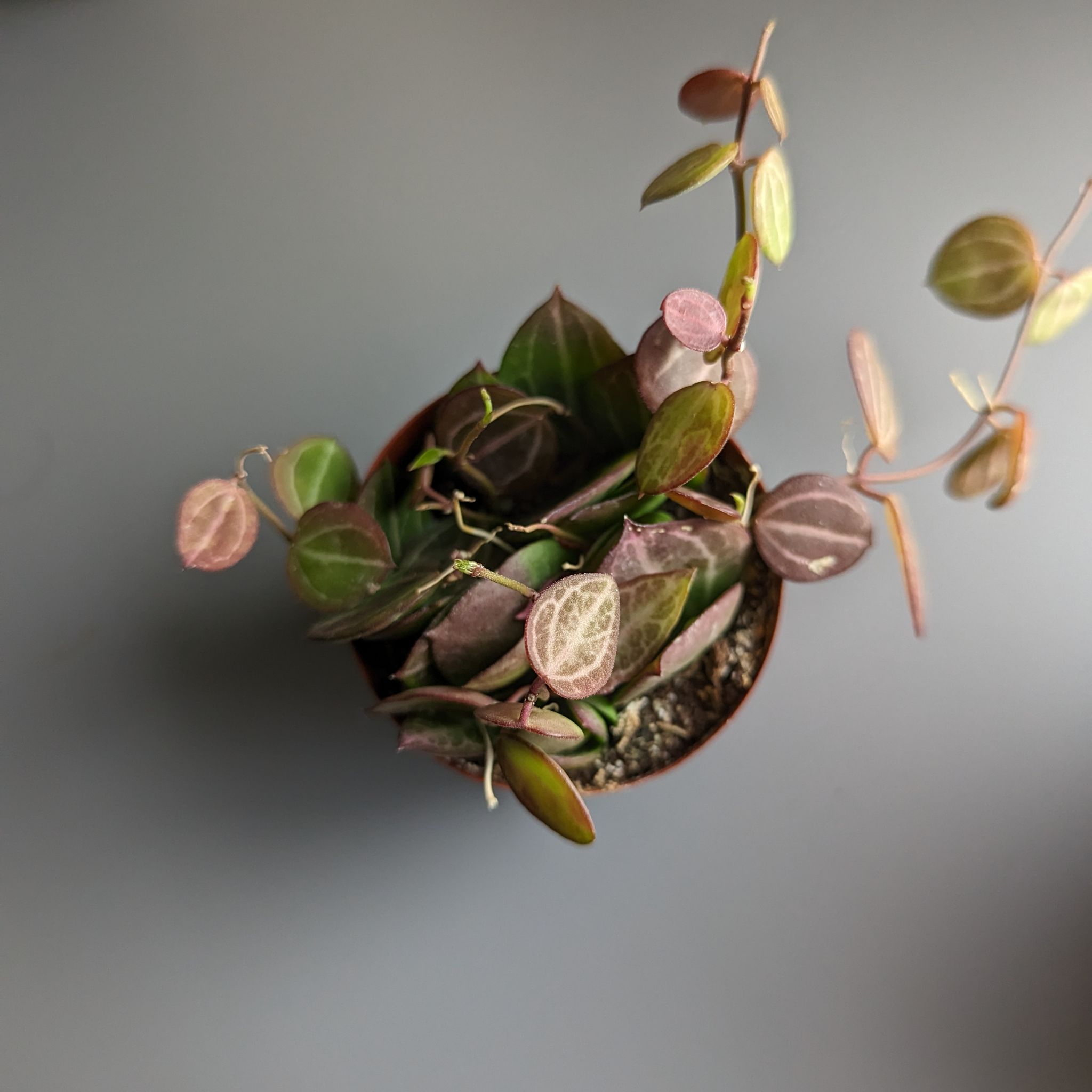 Potted Watermelon Dischidia plant with small, oval leaves, some reddish and some green.