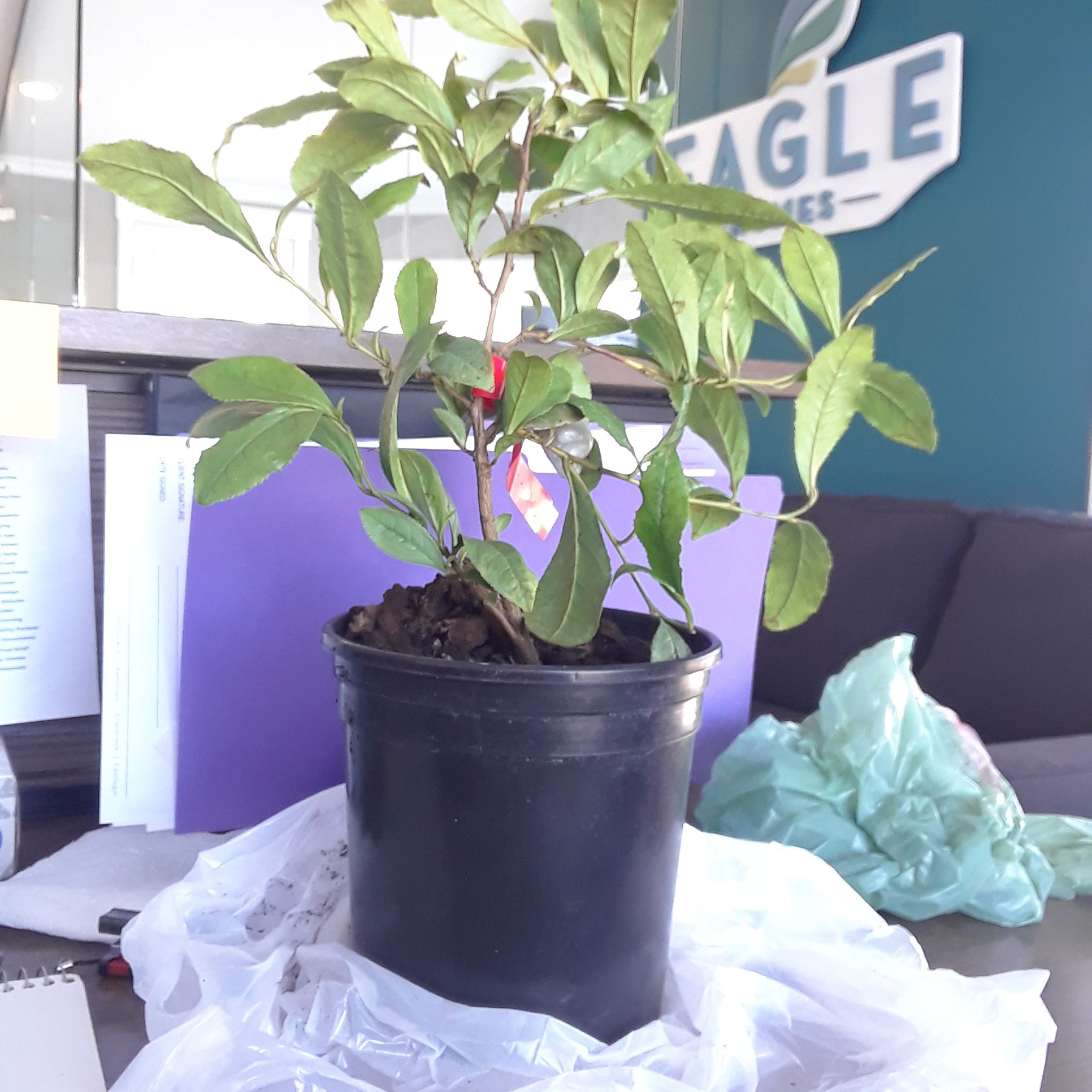 Potted tea plant with green leaves in an office setting.