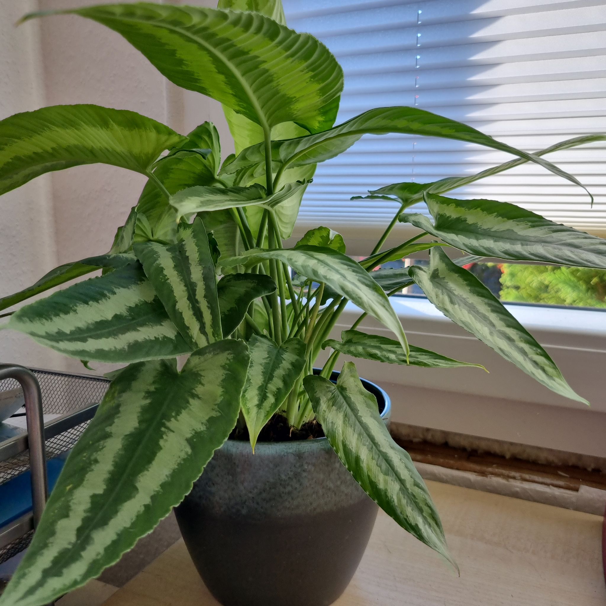 Healthy Schismatoglottis wallichii plant in a pot on a windowsill with vibrant variegated leaves.