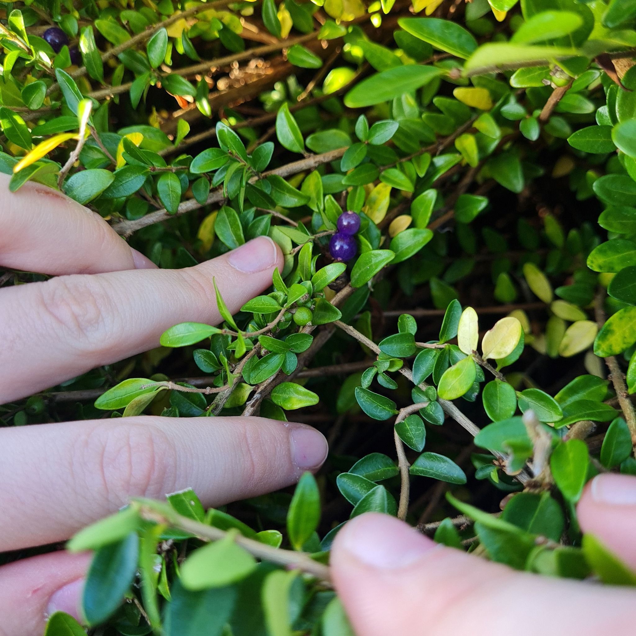 Photo of the plant species Box honeysuckle by @DandyChards named Jdjd on Greg, the plant care app