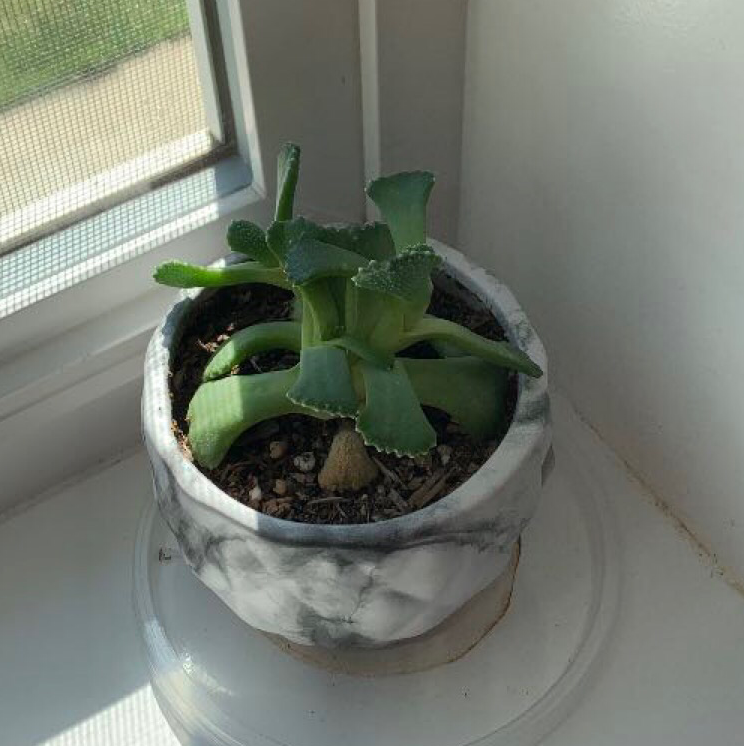 Photo of the plant species Aloinopsis luckhoffii by @erindeatherage named Gertrude on Greg, the plant care app