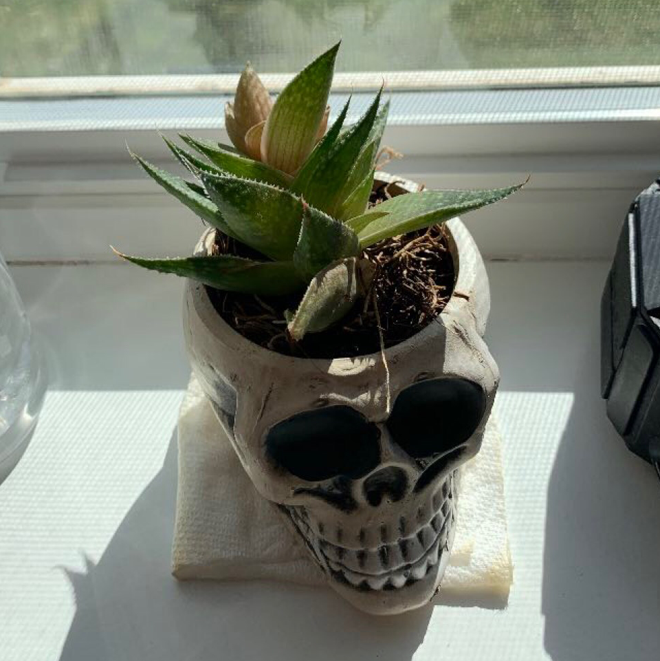 Photo of the plant species Aloe Aristata by @erindeatherage named George on Greg, the plant care app