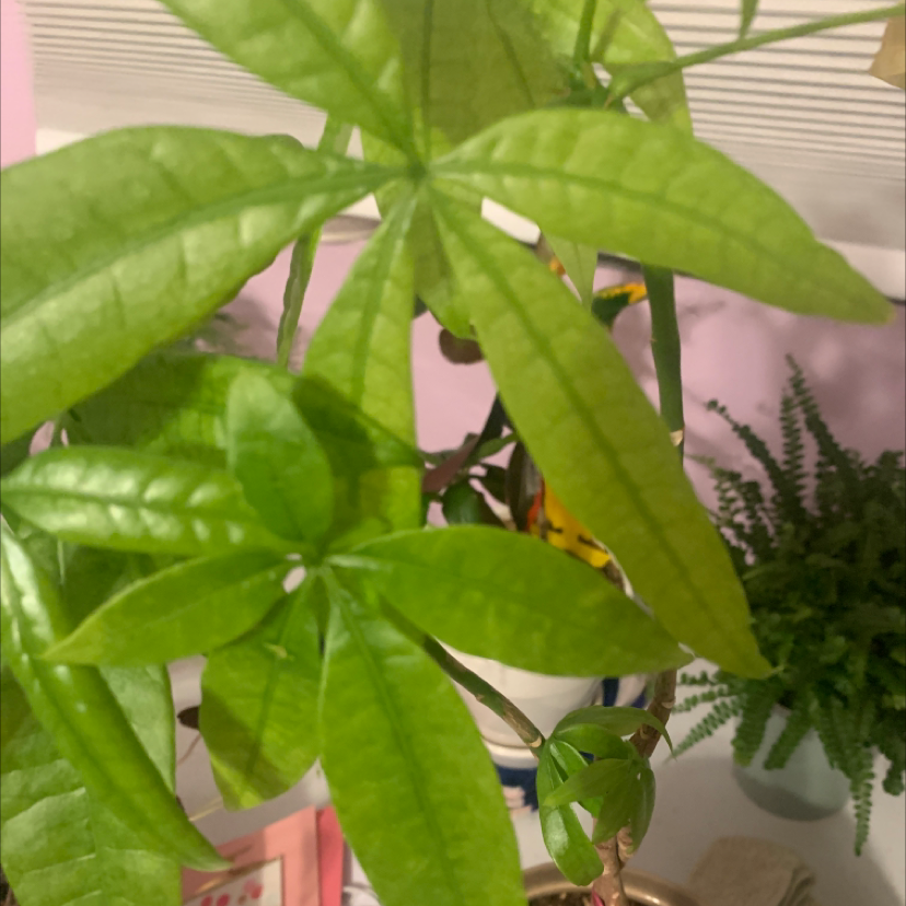 Money Tree plant photo by @sunnyplantmom named Evangaline on Greg, the plant care app.