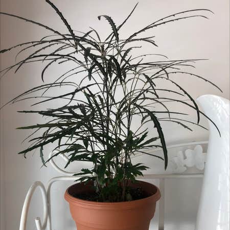 Photo of the plant species False Aralia by @sunnyplantmom named Julien on Greg, the plant care app