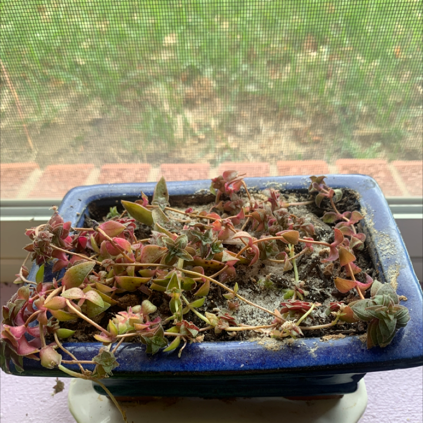 Crassula Pellucida plant photo by @sunnyplantmom named Drew Barrymore on Greg, the plant care app.