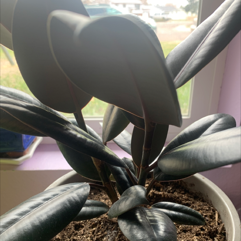 Rubber Plant plant photo by @sunnyplantmom named Emilo on Greg, the plant care app.