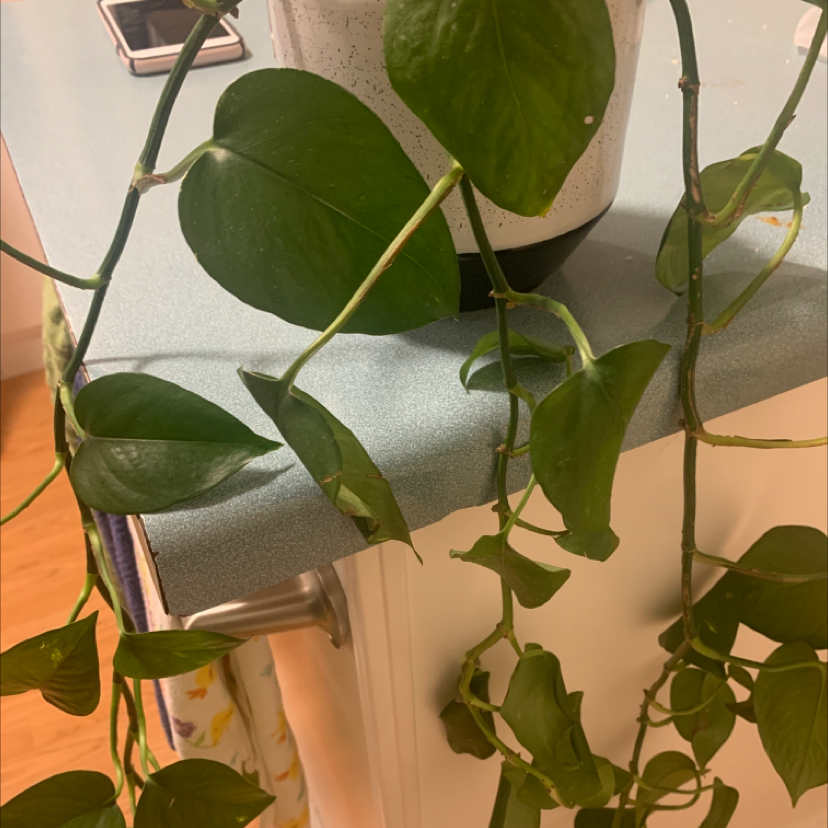 Taro Vine plant photo by @sunnyplantmom named Pooh Bear on Greg, the plant care app.