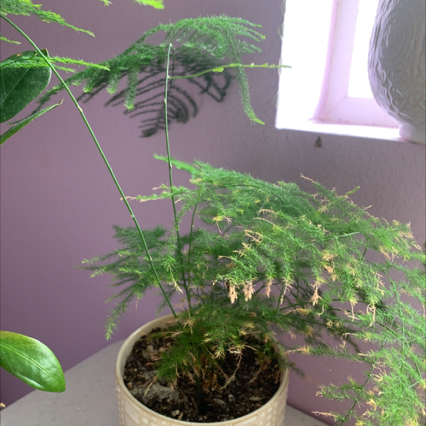 Asparagus Fern plant photo by @sunnyplantmom named Ferdinand on Greg, the plant care app.