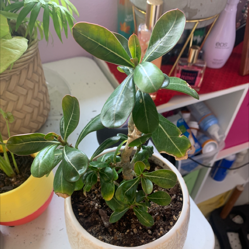 Desert Rose Plant plant photo by @sunnyplantmom named Dusty on Greg, the plant care app.
