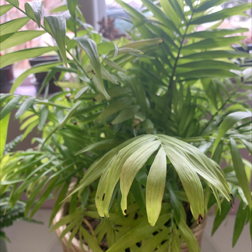 Parlour Palm plant photo by @sunnyplantmom named Kahula on Greg, the plant care app.