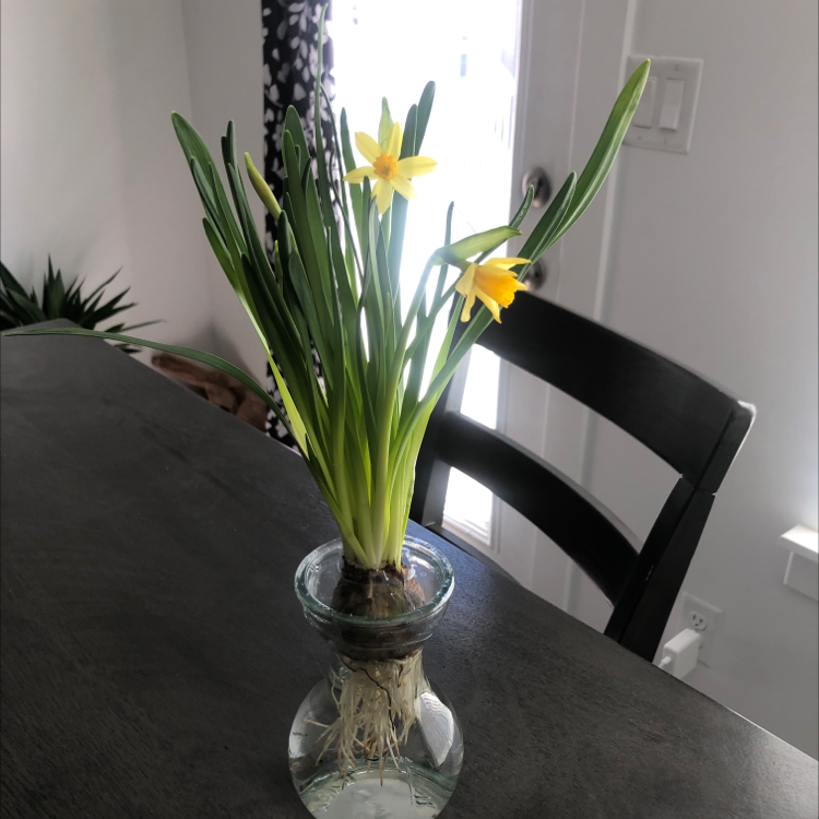Daffodil plant in a glass vase with yellow flowers and green leaves.