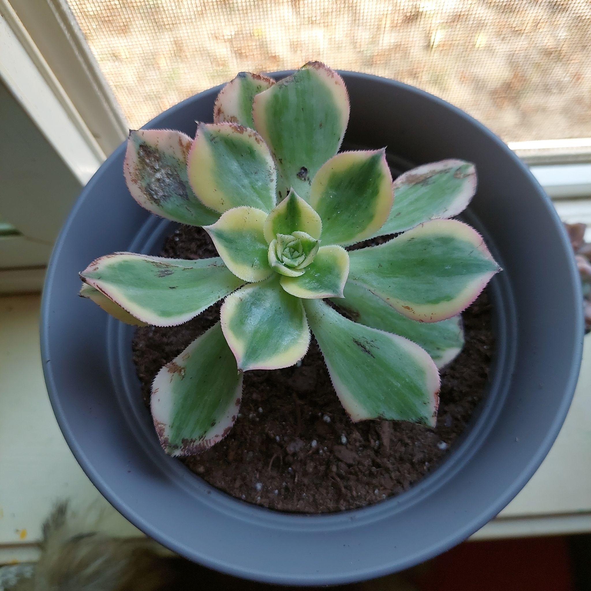 Potted Aeonium 'Sunburst' succulent near a window with some browning at the leaf edges.