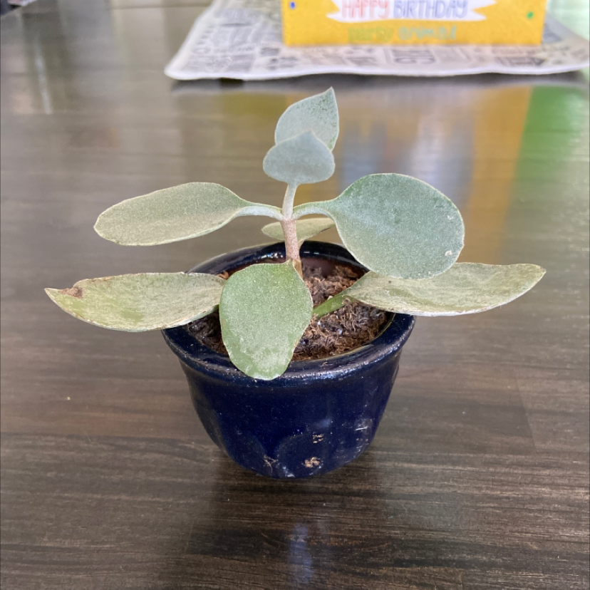 Potted Copper Spoons plant with slight leaf discoloration on a wooden surface.