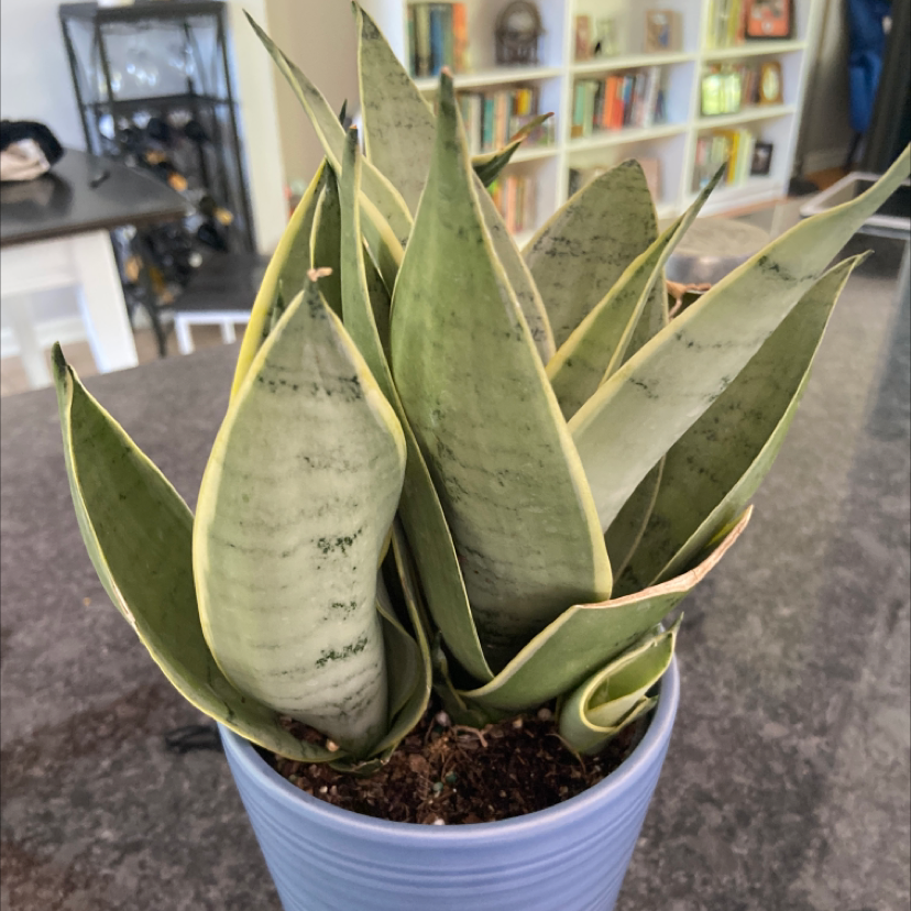 Sansevieria Night Owl plant in a blue pot with healthy leaves, indoor background.