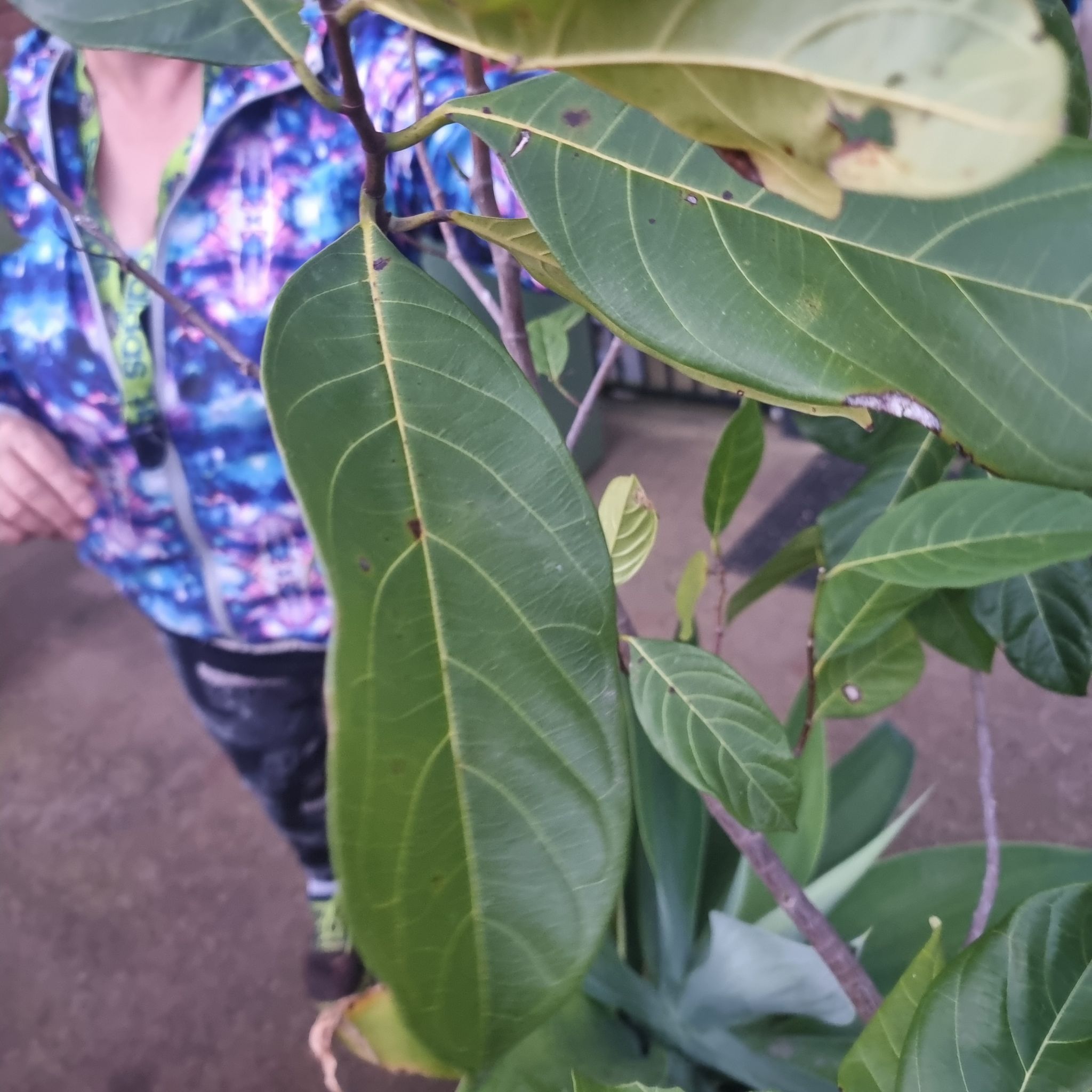 Photo of the plant species Carolina Buckthorn by @angeplantgirl named 6 on Greg, the plant care app