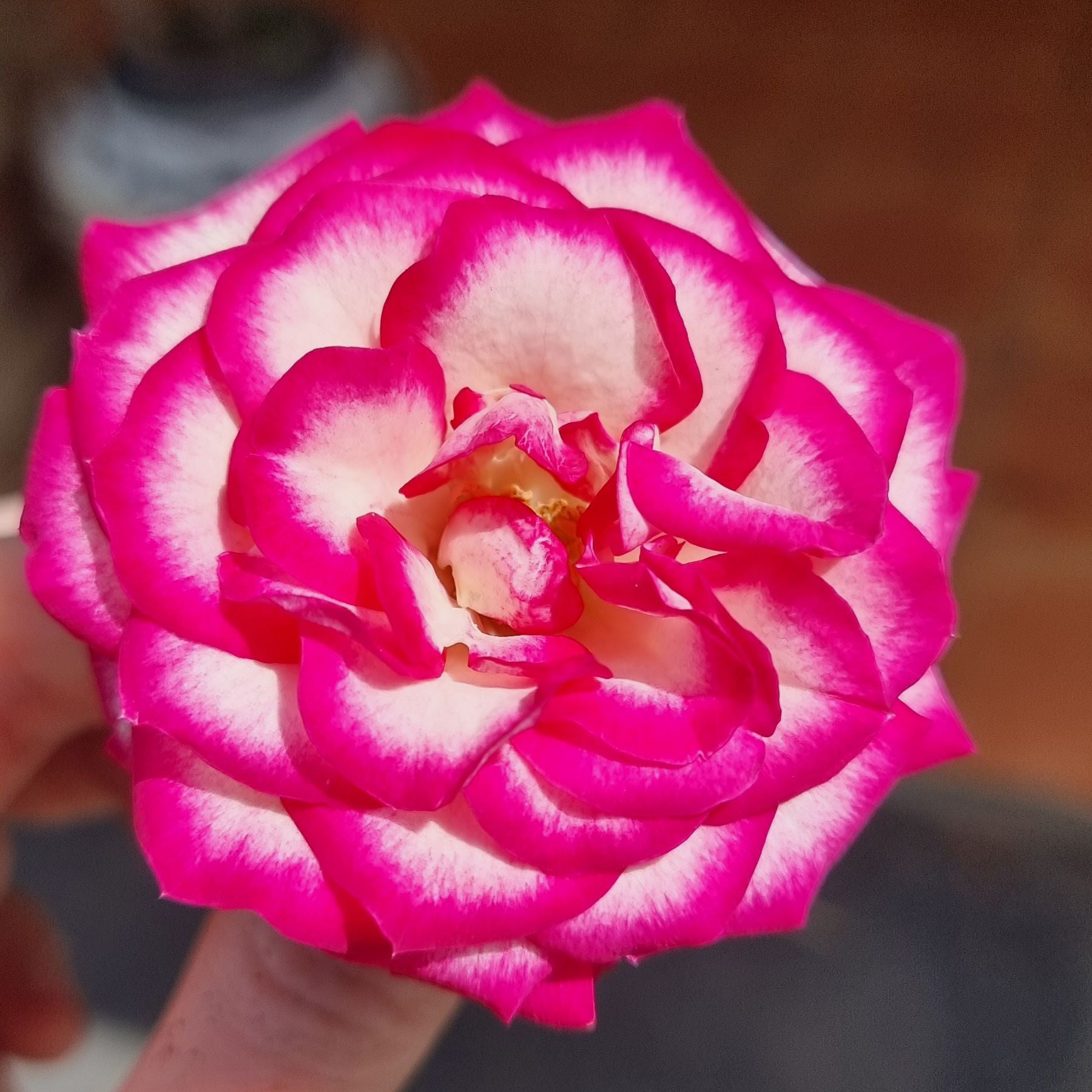 Photo of the plant species China Rose by @angeplantgirl named R on Greg, the plant care app