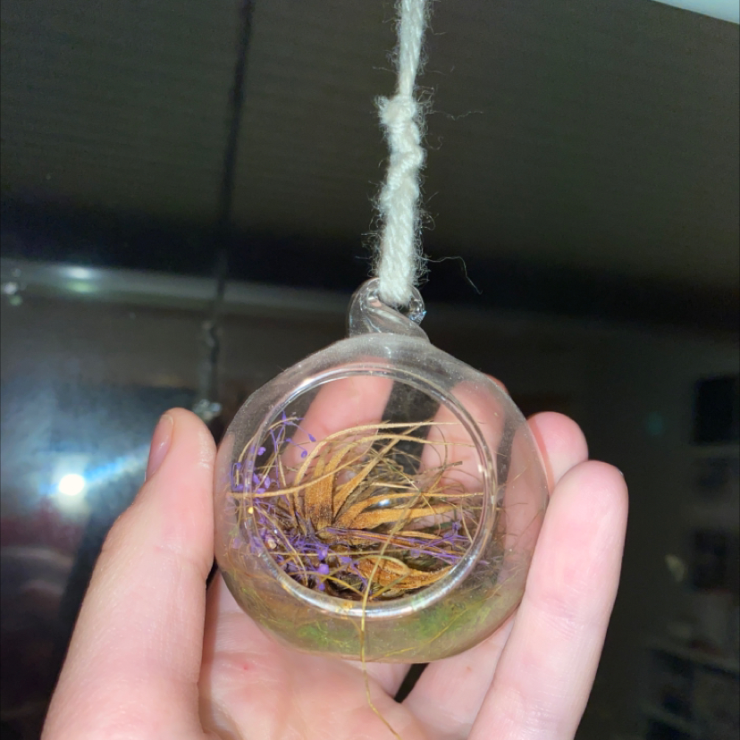 Tillandsia Erubescens plant photo by @syd.herr03 named Carol on Greg, the plant care app.