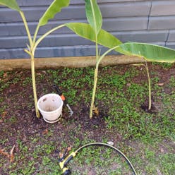 Abyssinian Banana plant