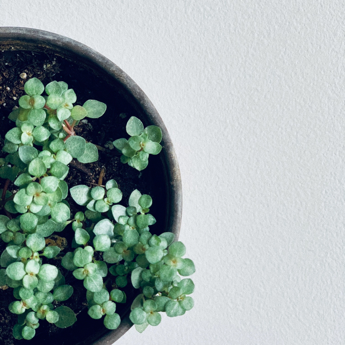 Pilea 'Aquamarine' plant in a pot with visible soil, well-framed and in focus.