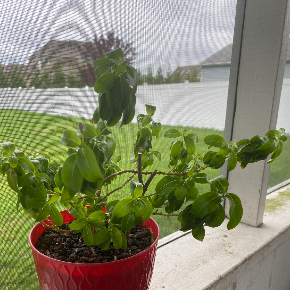 Potted plant with green leaves in a red pot near a window.