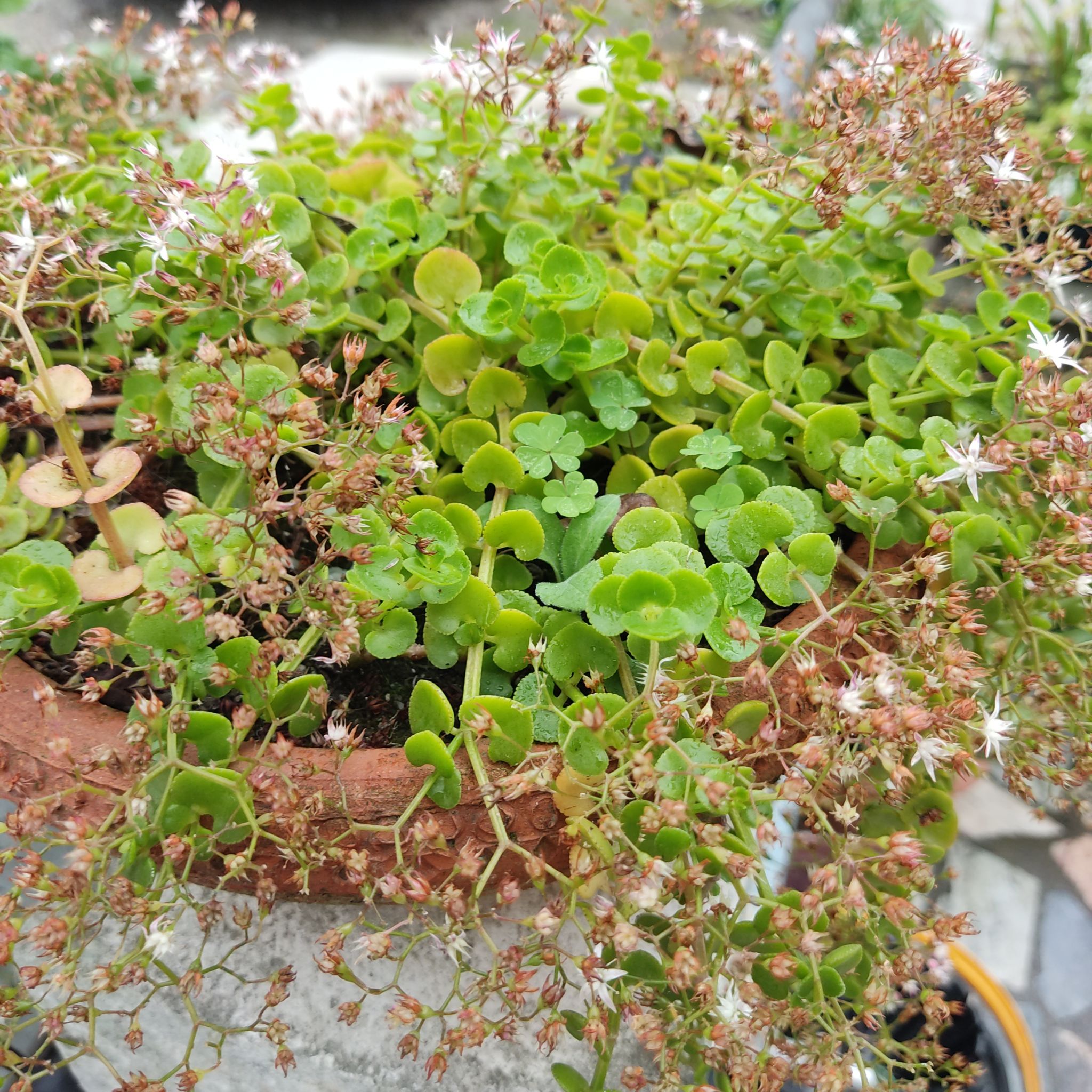 Fairy Crassula plant with green leaves and small white flowers in a pot.