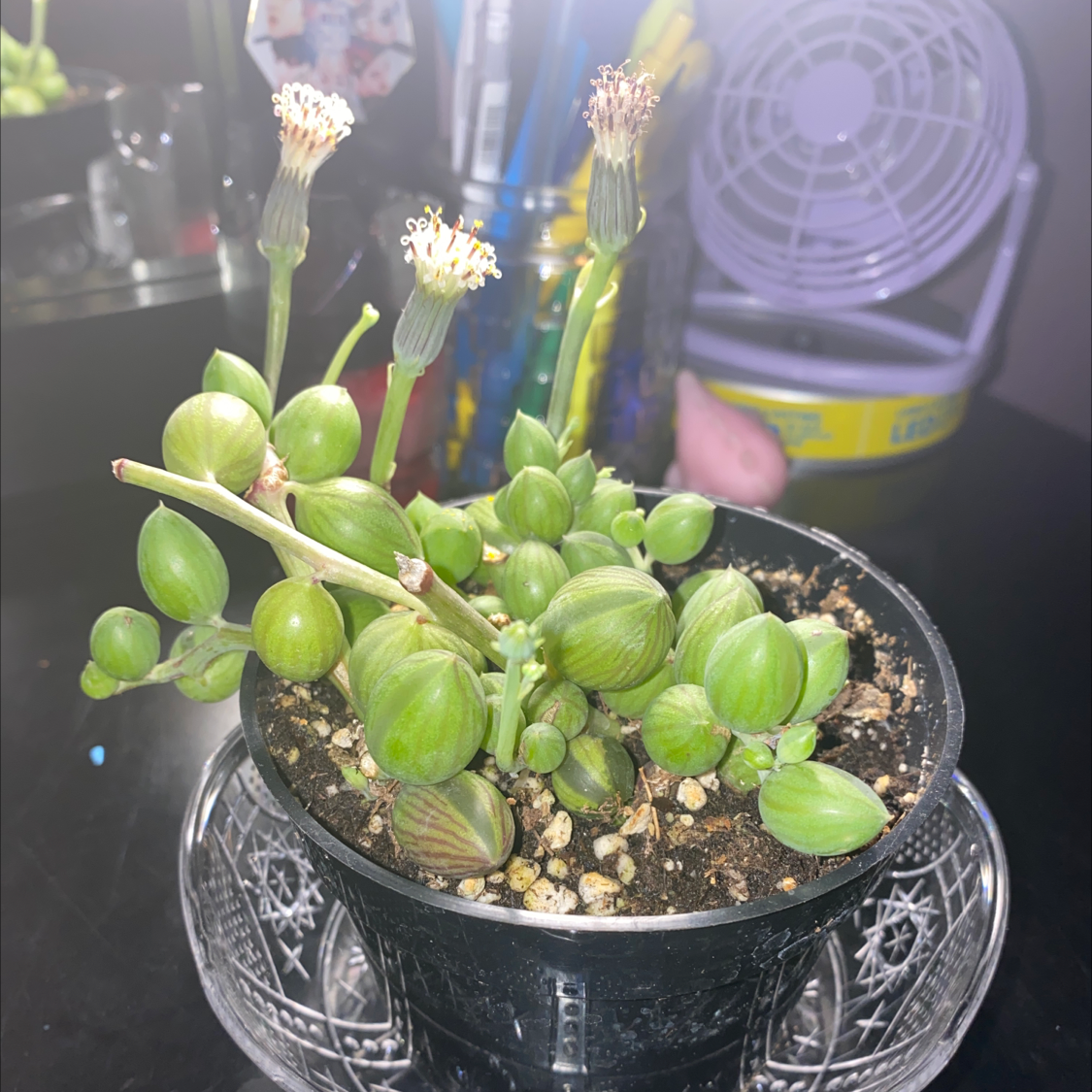 Potted String of Watermelons plant with visible soil and flowers.