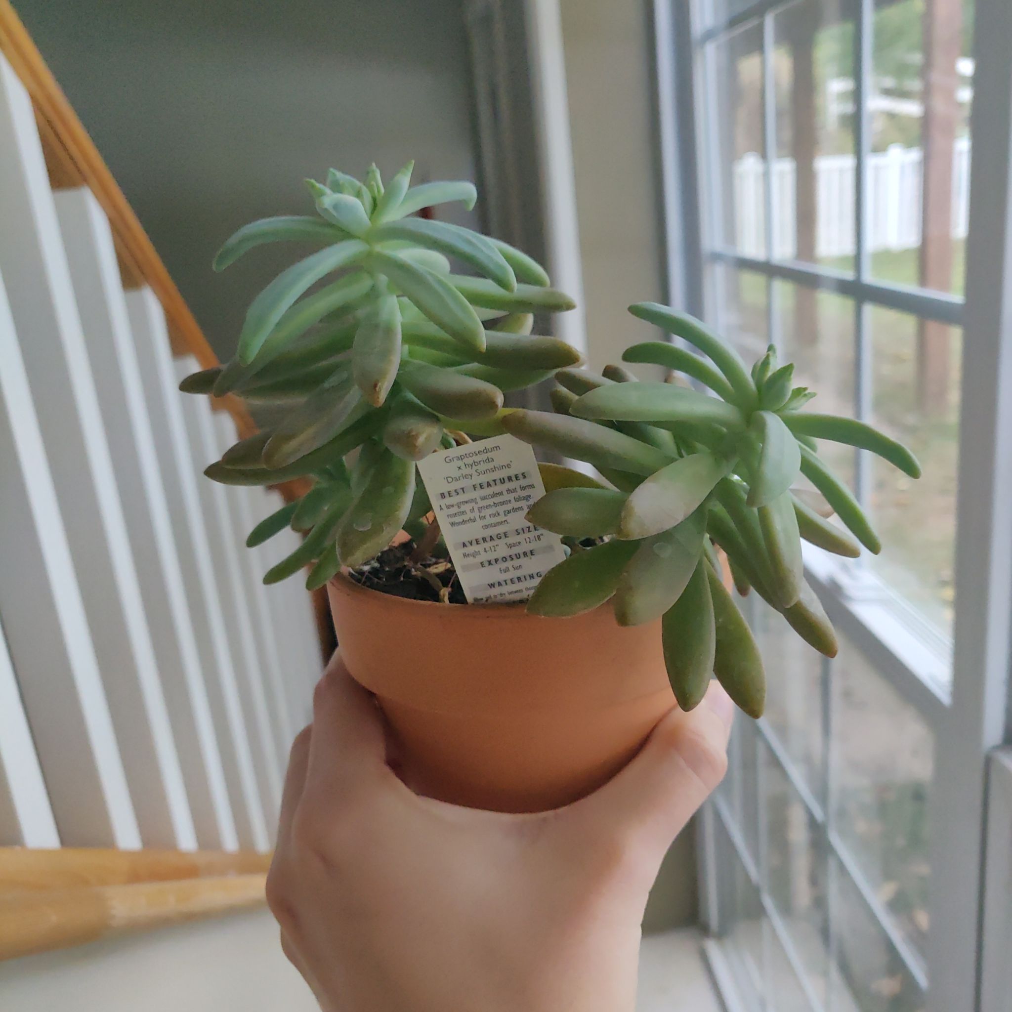 A healthy Graptosedum 'Darley Sunshine' succulent in a pot, held by a hand near a window.