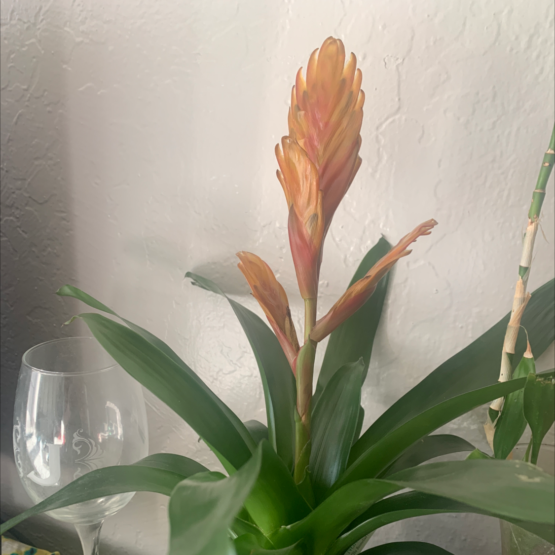 Flaming Sword plant with a prominent flower spike, healthy green leaves, and no visible discoloration.