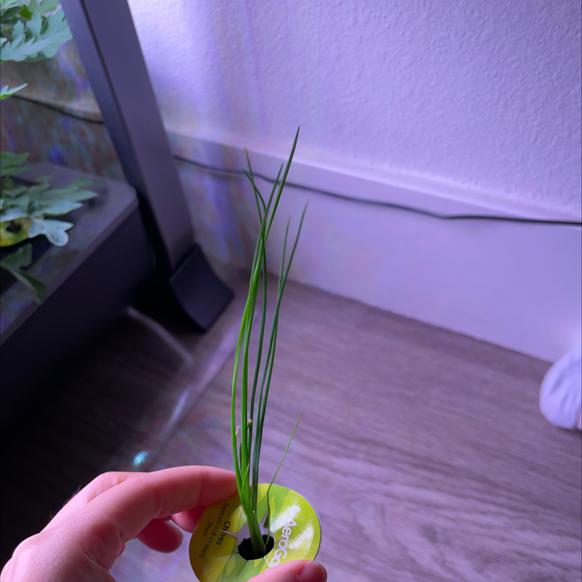 A small Wild Chives plant with long, thin green leaves being held by a hand.