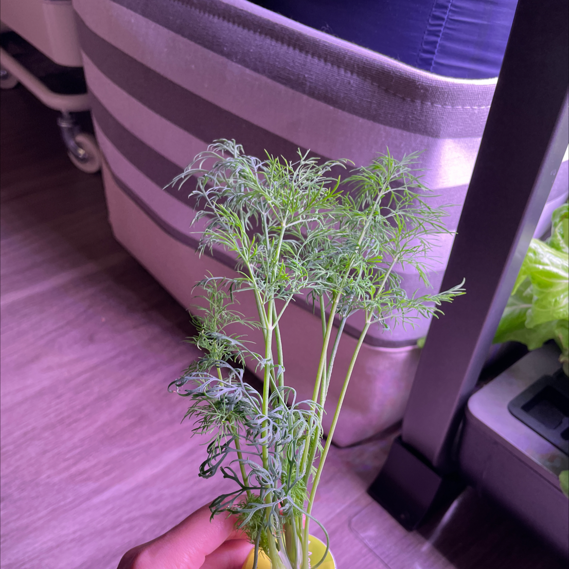 A dill plant being held indoors, with thin, feathery leaves and background furniture visible.