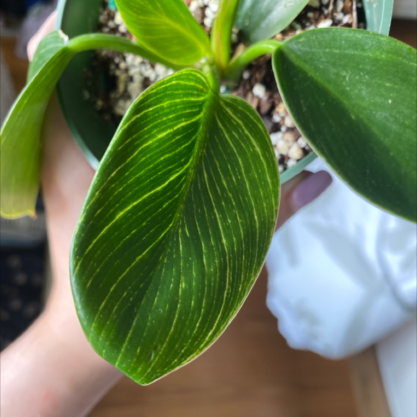 Taro Vine plant photo by @allisonr10 named what plant is this???? on Greg, the plant care app.