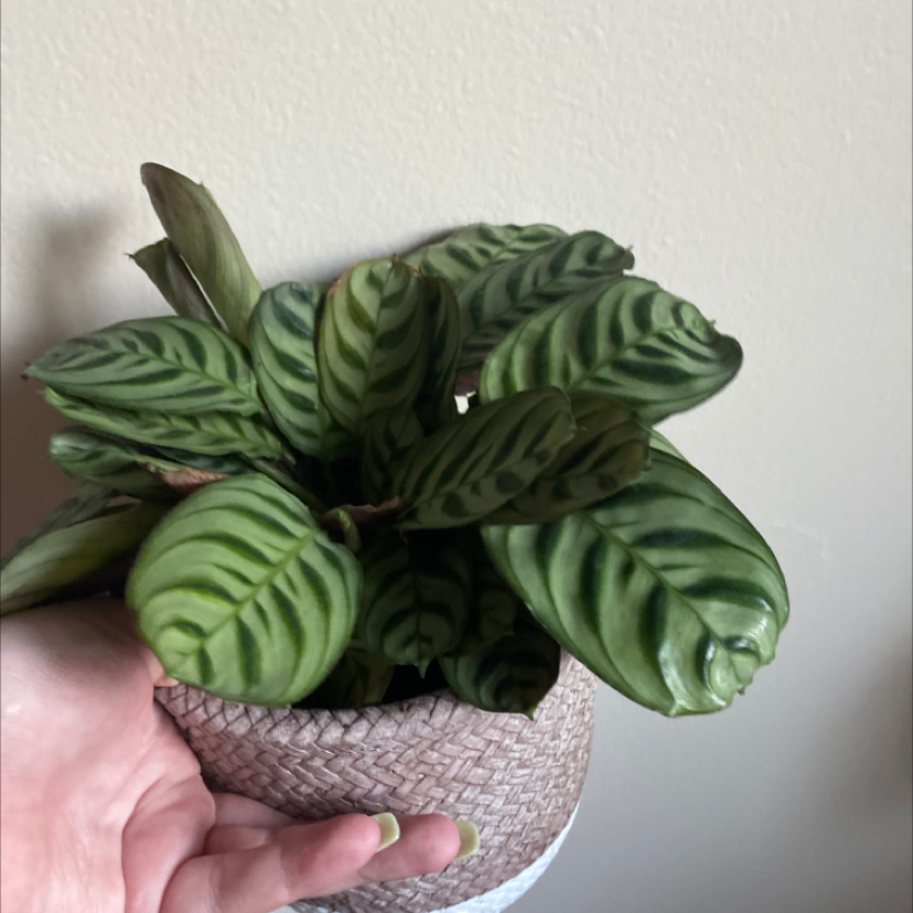 Healthy Fishbone Prayer Plant with vibrant green herringbone patterned leaves held in a hand against a white background.