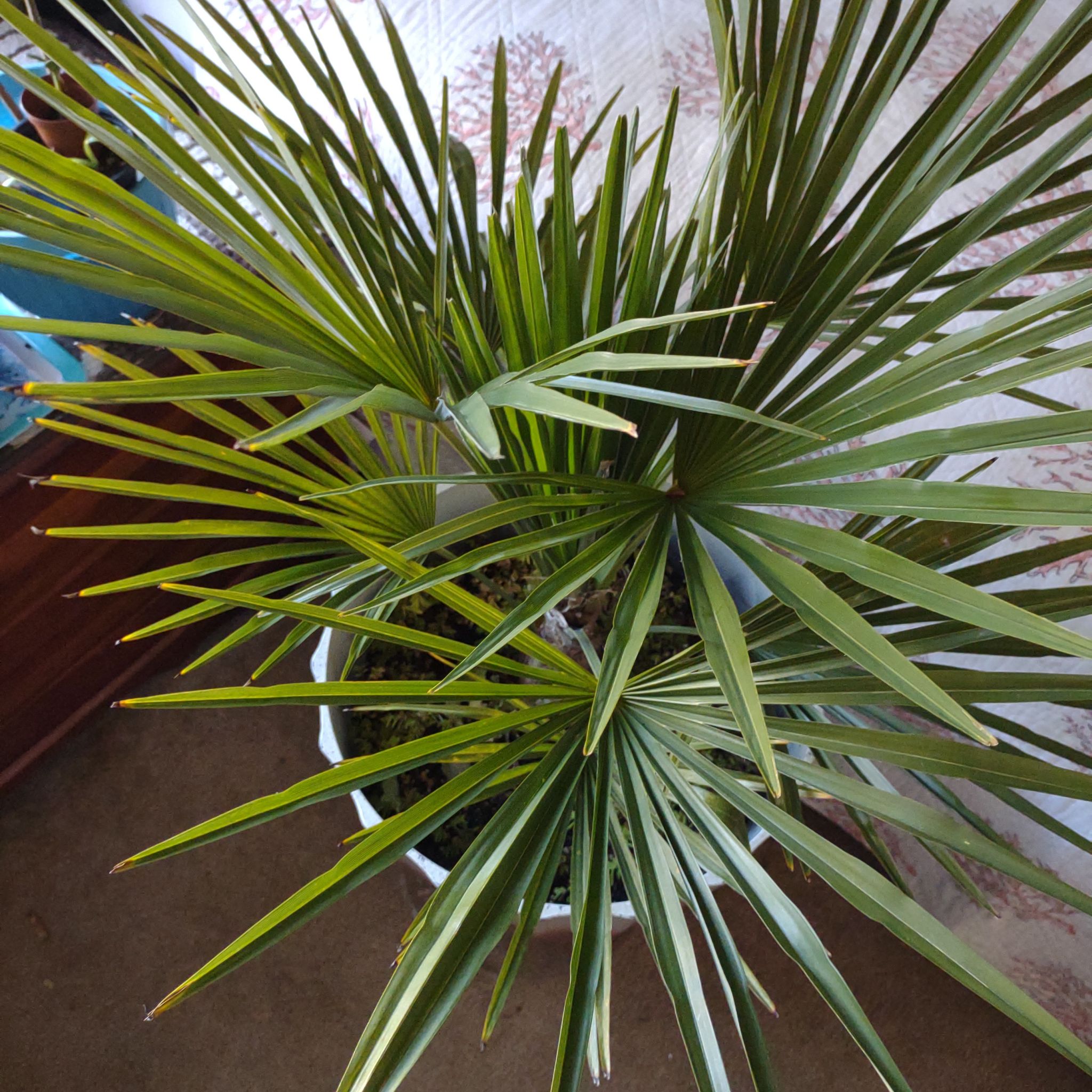 European Fan Palm in a pot with vibrant green leaves, no visible signs of disease.