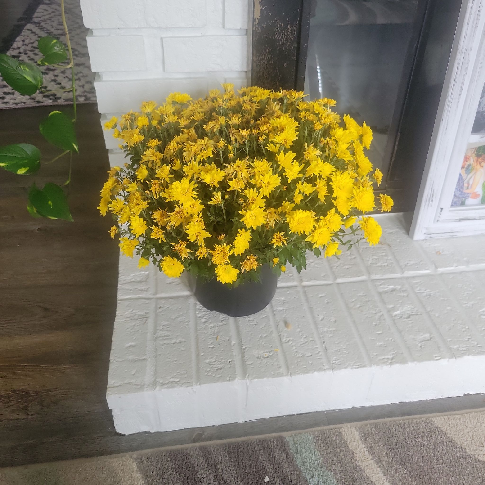 A healthy African Bush Daisy with bright yellow flowers in a pot, placed indoors.