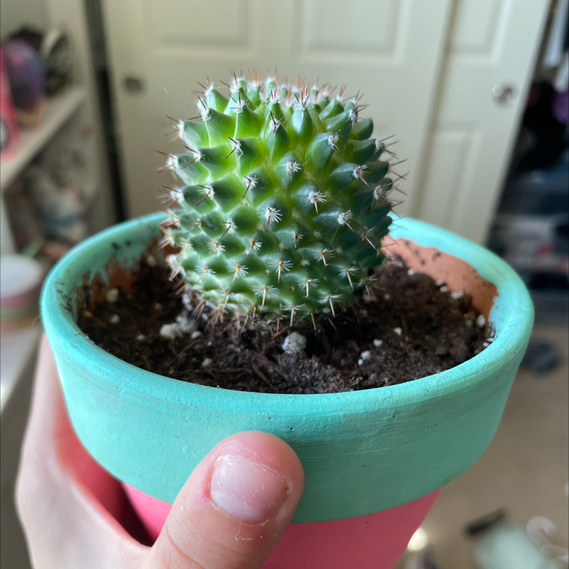 Healthy Mexican Pincushion cactus in a colorful pot with visible soil.