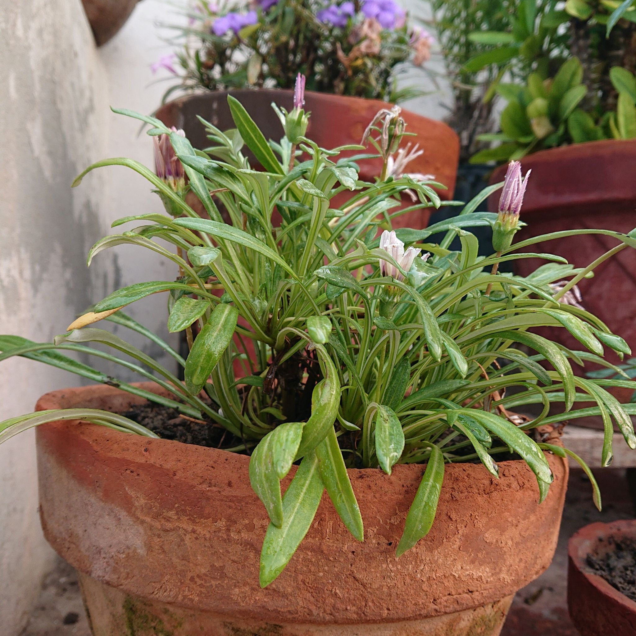 Potted Treasureflower plant with narrow leaves and closed flower buds, surrounded by other plants.