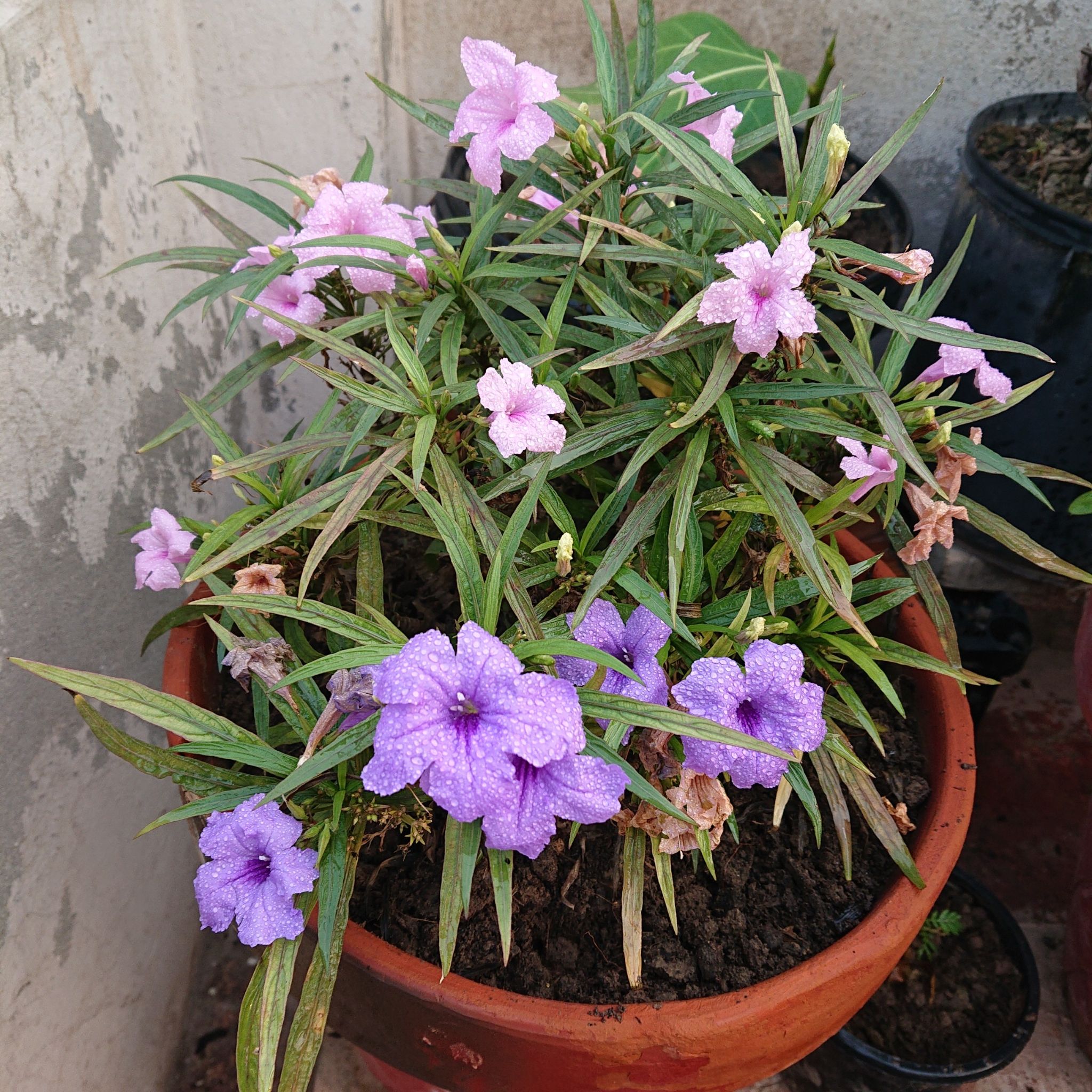Potted Mexican Bluebell with purple flowers and some browning leaves.