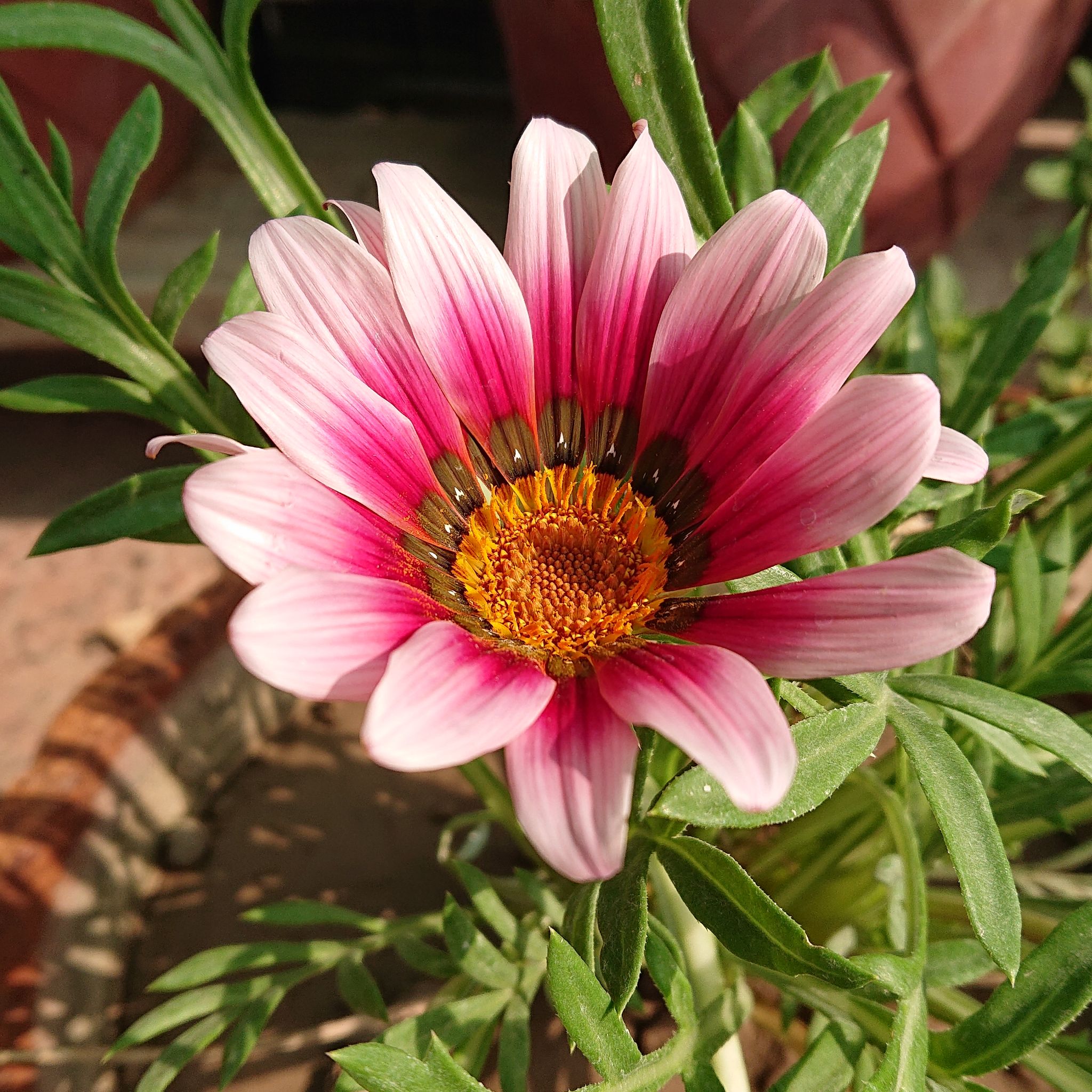 A healthy Treasureflower with vibrant pink petals and green leaves.