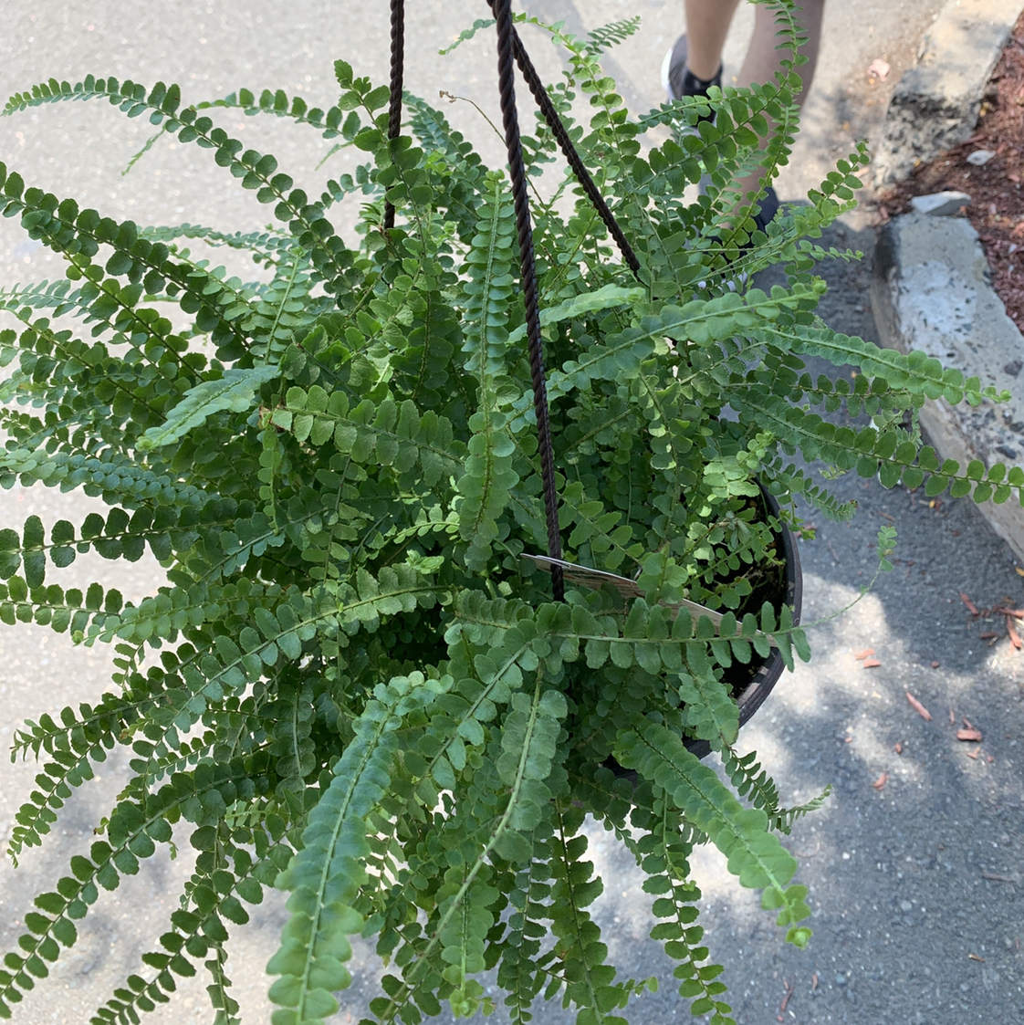 Thriving green Erect Sword Fern plant with lush, dense, symmetrical fronds and pointed tips, viewed from above.