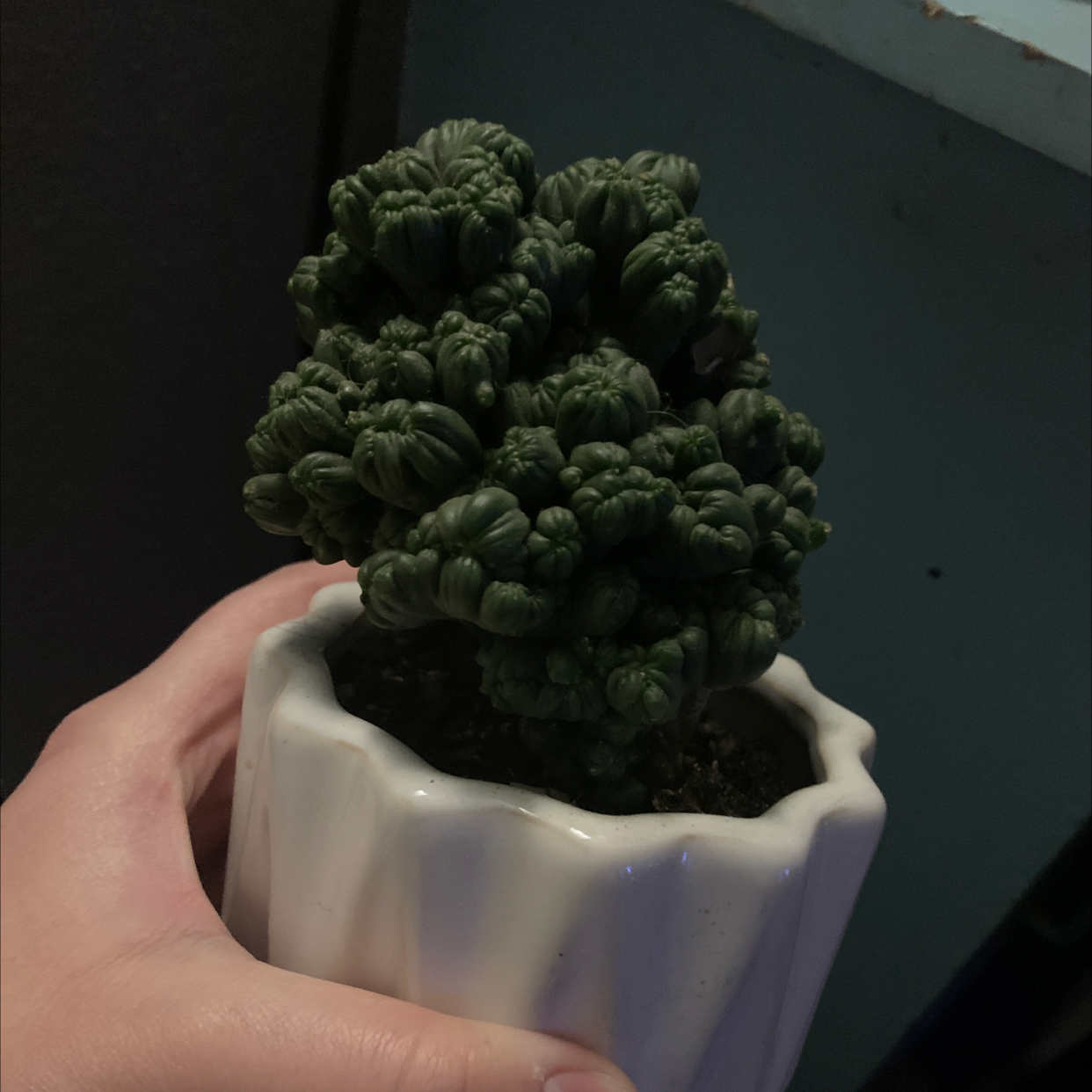 Healthy wild cabbage plant with dense green crinkly leaves in a white pot, held up by a hand to show its impressive growth and form.