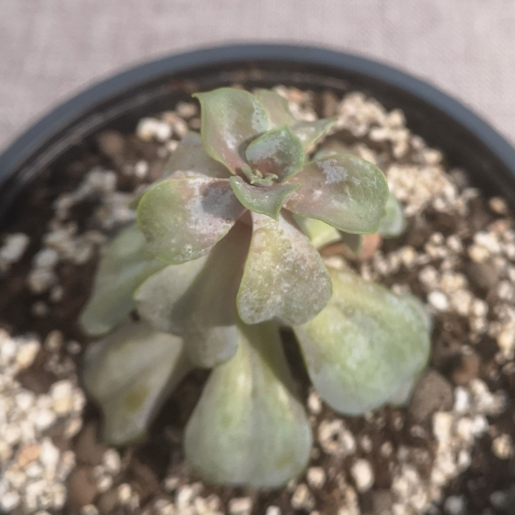 Potted Echeveria 'Purple Pearl' succulent with some discoloration and browning leaves.